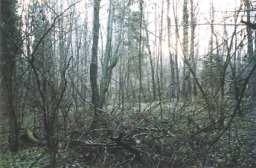 Морозное утро. Ночью ударил мороз и лес покрылся инеем,холод разбудил лису. Я встретил ее около нашей палатки (рыжая точка в середине - убегающая она)
